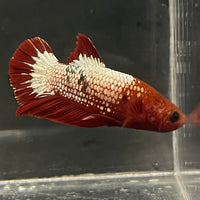 the-fish-farm Premium Male Betta Fancy Plakat Betta Male - One Only - 5 Buy this Premium Male Plakat Betta - One Only The Fish Farm Australia 