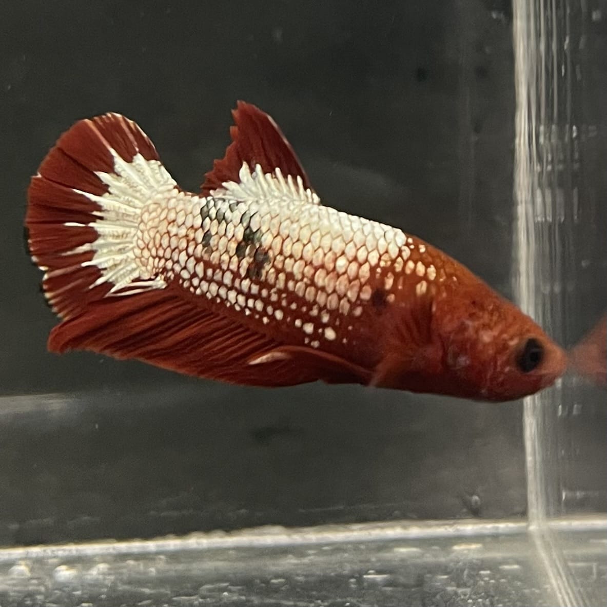 the-fish-farm Premium Male Betta Fancy Plakat Betta Male - One Only - 5 Buy this Premium Male Plakat Betta - One Only The Fish Farm Australia 