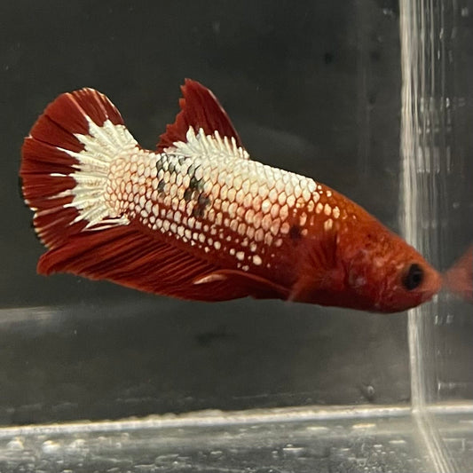 the-fish-farm Premium Male Betta Fancy Plakat Betta Male - One Only - 5 Buy this Premium Male Plakat Betta - One Only The Fish Farm Australia 