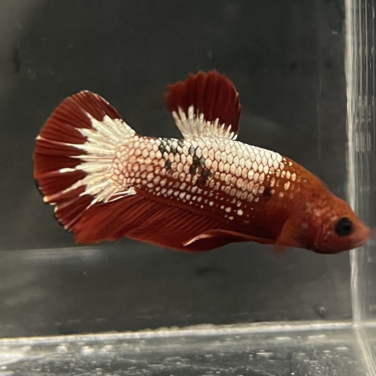 the-fish-farm Premium Male Betta Fancy Plakat Betta Male - One Only - 5 Buy this Premium Male Plakat Betta - One Only The Fish Farm Australia 