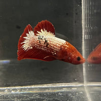 the-fish-farm Premium Male Betta Fancy Plakat Betta Male - One Only - 5 Buy this Premium Male Plakat Betta - One Only The Fish Farm Australia 