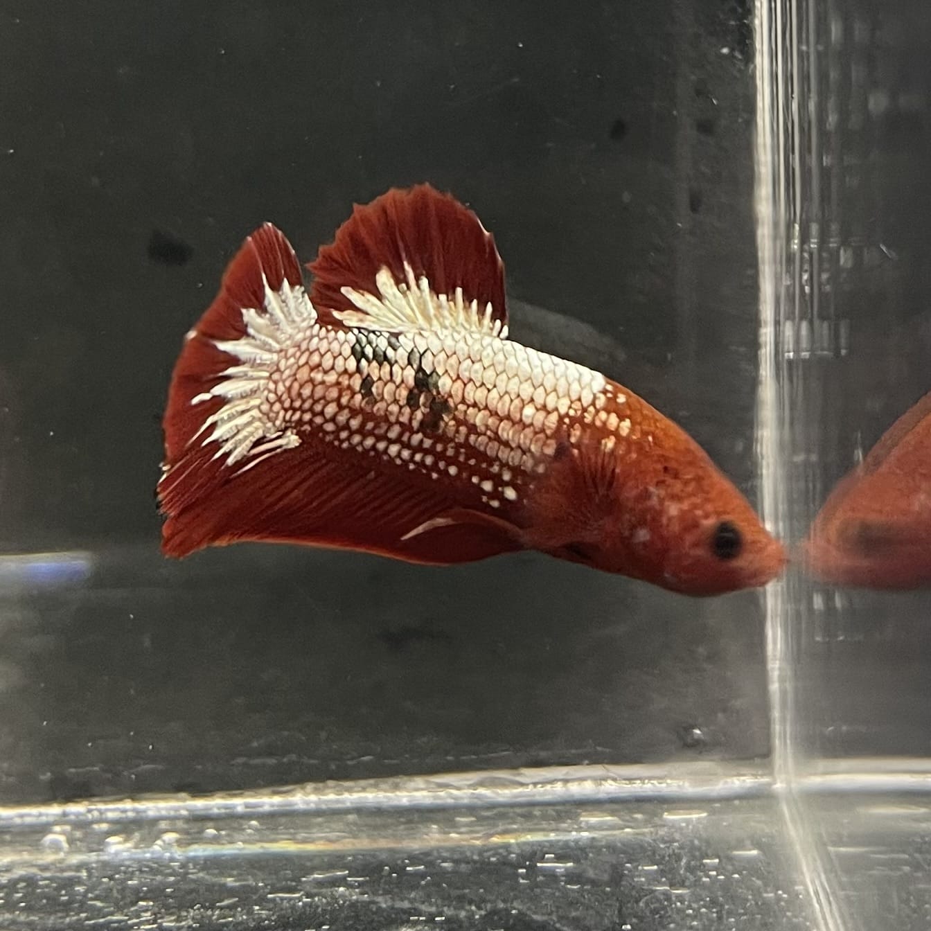 the-fish-farm Premium Male Betta Fancy Plakat Betta Male - One Only - 5 Buy this Premium Male Plakat Betta - One Only The Fish Farm Australia 