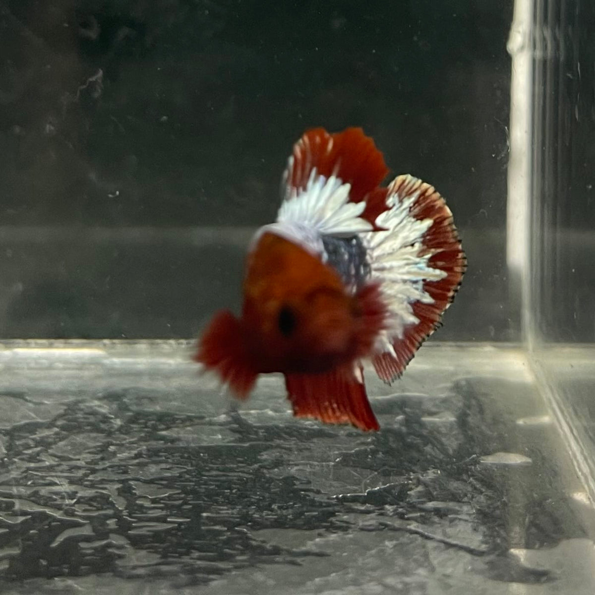 the-fish-farm Premium Male Betta Fancy Plakat Betta Male - One Only - 5 Buy this Premium Male Plakat Betta - One Only The Fish Farm Australia 