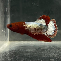 the-fish-farm Premium Male Betta Fancy Plakat Betta Male - One Only - 5 Buy this Premium Male Plakat Betta - One Only The Fish Farm Australia 