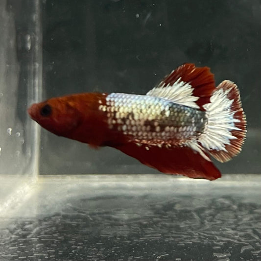 the-fish-farm Premium Male Betta Fancy Plakat Betta Male - One Only - 5 Buy this Premium Male Plakat Betta - One Only The Fish Farm Australia 