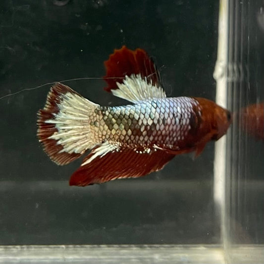 the-fish-farm Premium Male Betta Fancy Plakat Betta Male - One Only - 5 Buy this Premium Male Plakat Betta - One Only The Fish Farm Australia 