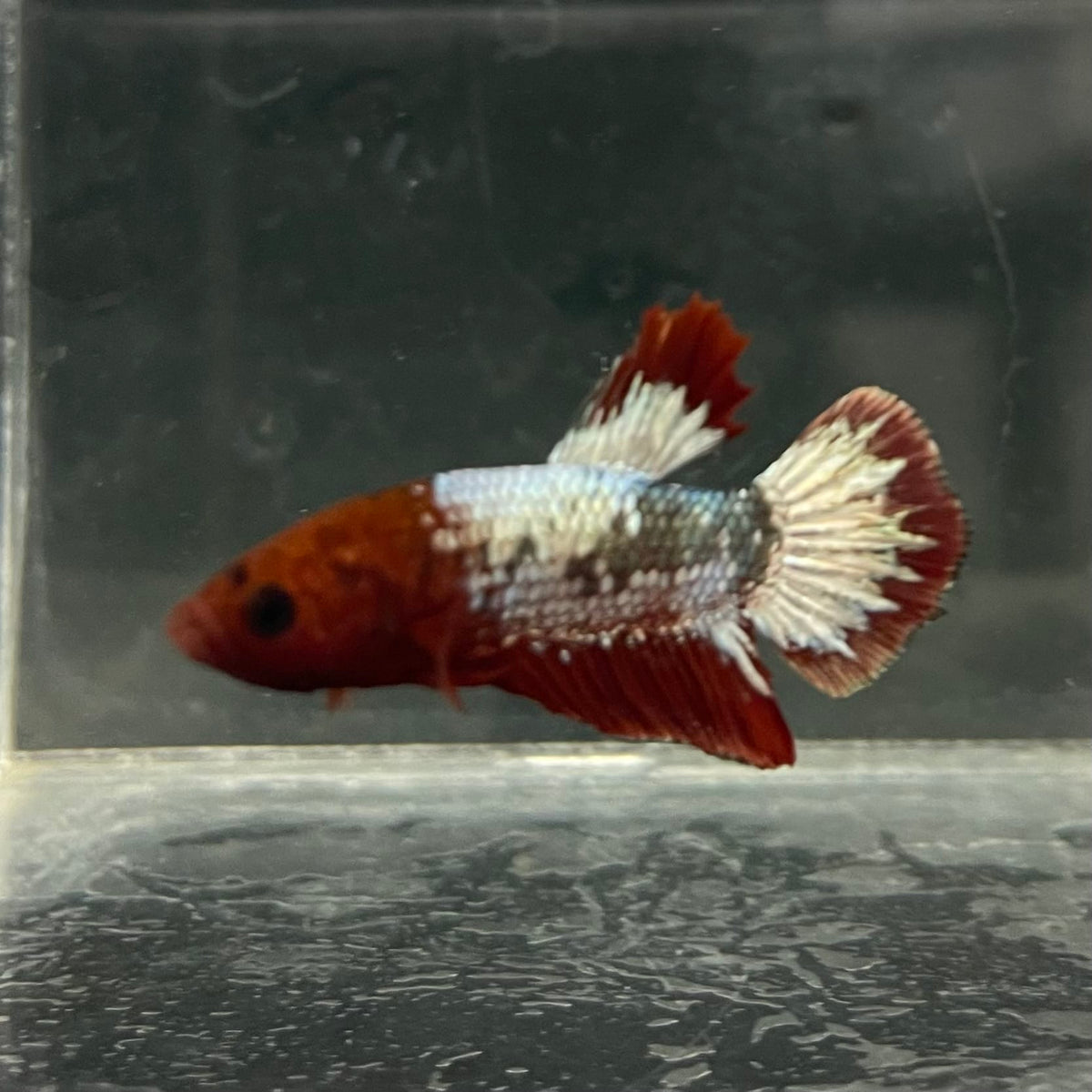 the-fish-farm Premium Male Betta Fancy Plakat Betta Male - One Only - 5 Buy this Premium Male Plakat Betta - One Only The Fish Farm Australia 