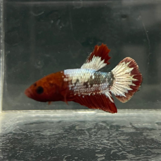 the-fish-farm Premium Male Betta Fancy Plakat Betta Male - One Only - 5 Buy this Premium Male Plakat Betta - One Only The Fish Farm Australia 