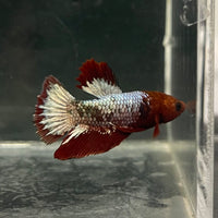 the-fish-farm Premium Male Betta Fancy Plakat Betta Male - One Only - 5 Buy this Premium Male Plakat Betta - One Only The Fish Farm Australia 