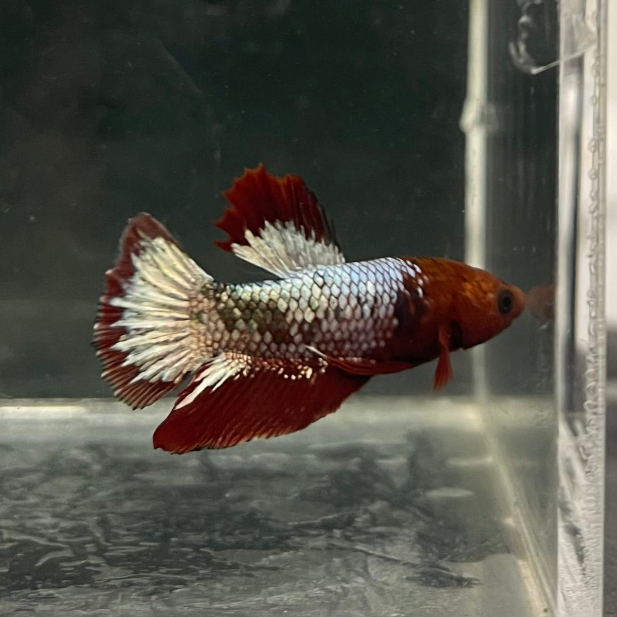 the-fish-farm Premium Male Betta Fancy Plakat Betta Male - One Only - 5 Buy this Premium Male Plakat Betta - One Only The Fish Farm Australia 