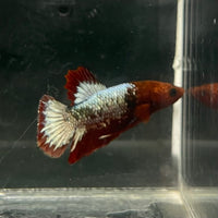 the-fish-farm Premium Male Betta Fancy Plakat Betta Male - One Only - 5 Buy this Premium Male Plakat Betta - One Only The Fish Farm Australia 