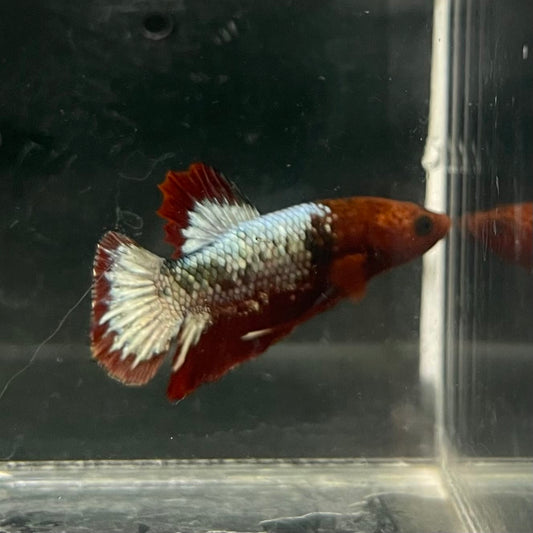 the-fish-farm Premium Male Betta Fancy Plakat Betta Male - One Only - 5 Buy this Premium Male Plakat Betta - One Only The Fish Farm Australia 