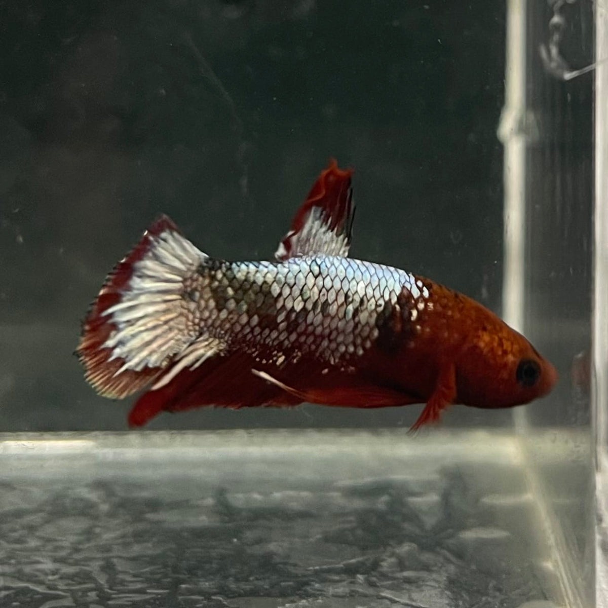 the-fish-farm Premium Male Betta Fancy Plakat Betta Male - One Only - 5 Buy this Premium Male Plakat Betta - One Only The Fish Farm Australia 