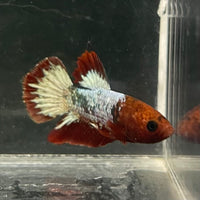 the-fish-farm Premium Male Betta Fancy Plakat Betta Male - One Only - 5 Buy this Premium Male Plakat Betta - One Only The Fish Farm Australia 