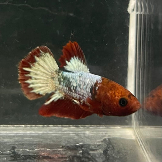 the-fish-farm Premium Male Betta Fancy Plakat Betta Male - One Only - 5 Buy this Premium Male Plakat Betta - One Only The Fish Farm Australia 