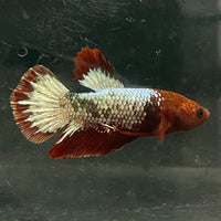 the-fish-farm Premium Male Betta Fancy Plakat Betta Male - One Only - 5 Buy this Premium Male Plakat Betta - One Only The Fish Farm Australia 