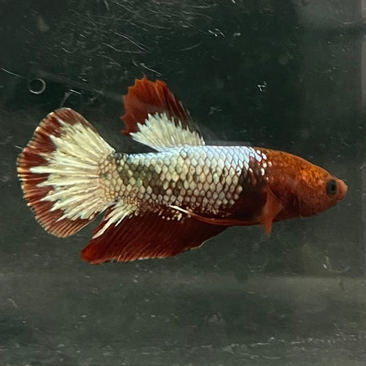 the-fish-farm Premium Male Betta Fancy Plakat Betta Male - One Only - 5 Buy this Premium Male Plakat Betta - One Only The Fish Farm Australia 