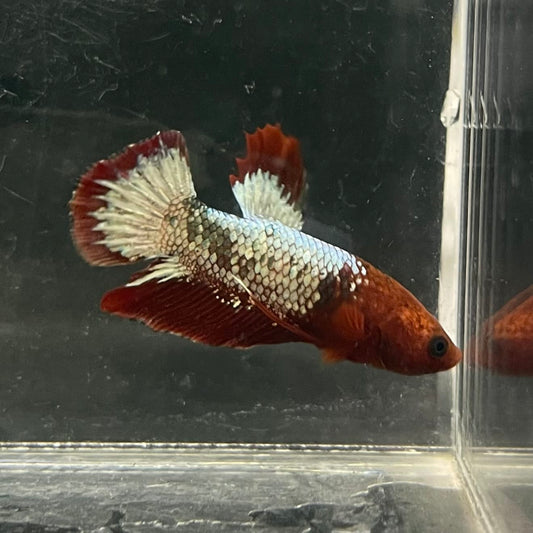 the-fish-farm Premium Male Betta Fancy Plakat Betta Male - One Only - 5 Buy this Premium Male Plakat Betta - One Only The Fish Farm Australia 
