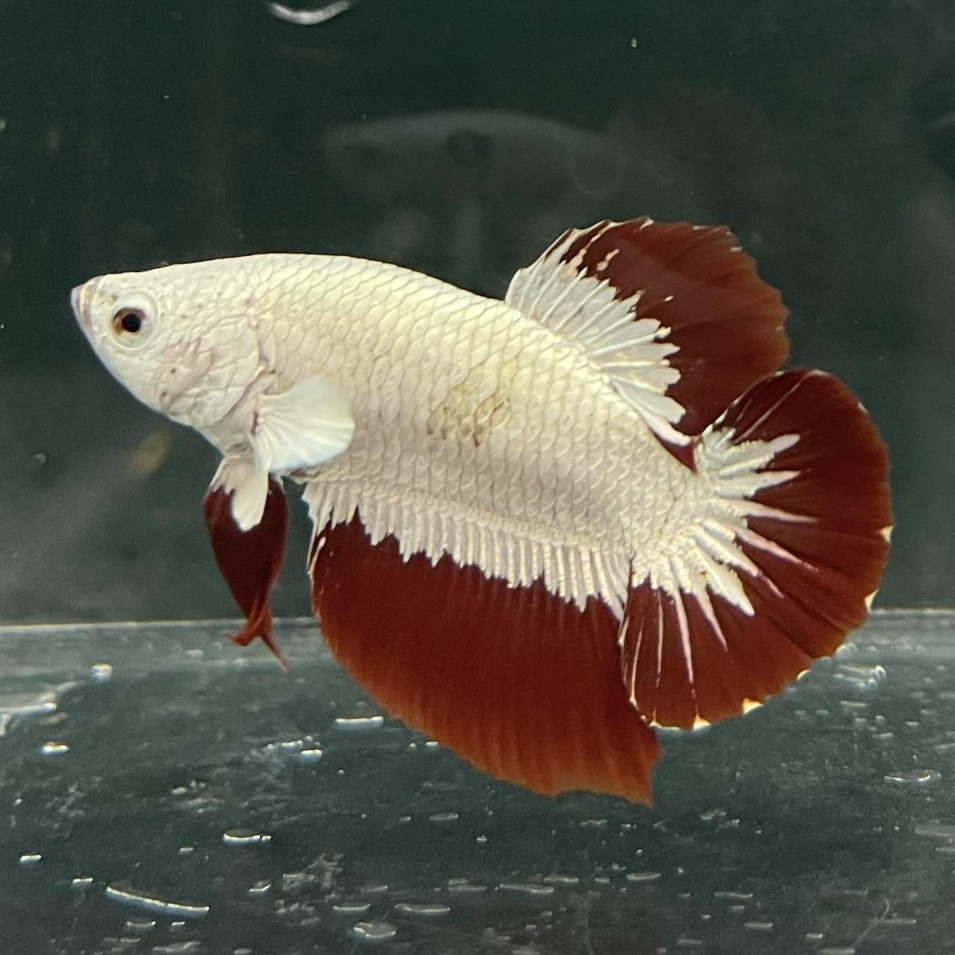 the-fish-farm Premium Male Betta Fancy Plakat Betta Male - One Only - 6 Buy this Premium Male Plakat Betta - One Only The Fish Farm Australia 