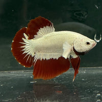 the-fish-farm Premium Male Betta Fancy Plakat Betta Male - One Only - 6 Buy this Premium Male Plakat Betta - One Only The Fish Farm Australia 