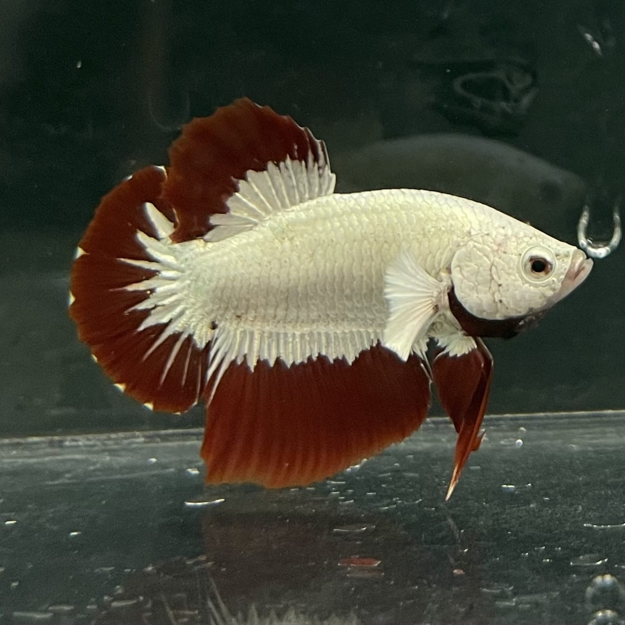 the-fish-farm Premium Male Betta Fancy Plakat Betta Male - One Only - 6 Buy this Premium Male Plakat Betta - One Only The Fish Farm Australia 