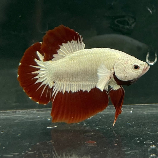the-fish-farm Premium Male Betta Fancy Plakat Betta Male - One Only - 6 Buy this Premium Male Plakat Betta - One Only The Fish Farm Australia 