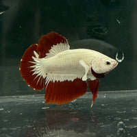 the-fish-farm Premium Male Betta Fancy Plakat Betta Male - One Only - 6 Buy this Premium Male Plakat Betta - One Only The Fish Farm Australia 