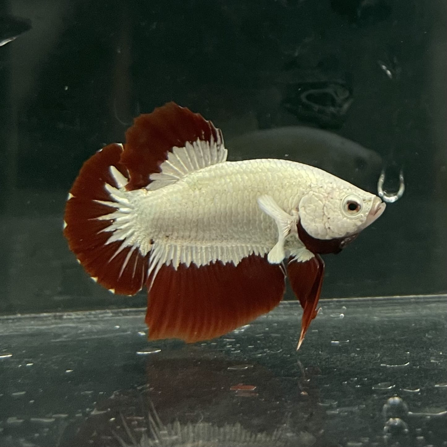 the-fish-farm Premium Male Betta Fancy Plakat Betta Male - One Only - 6 Buy this Premium Male Plakat Betta - One Only The Fish Farm Australia 
