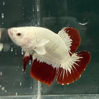 the-fish-farm Premium Male Betta Fancy Plakat Betta Male - One Only - 6 Buy this Premium Male Plakat Betta - One Only The Fish Farm Australia 