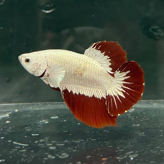 the-fish-farm Premium Male Betta Fancy Plakat Betta Male - One Only - 6 Buy this Premium Male Plakat Betta - One Only The Fish Farm Australia 