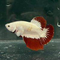 the-fish-farm Premium Male Betta Fancy Plakat Betta Male - One Only - 6 Buy this Premium Male Plakat Betta - One Only The Fish Farm Australia 