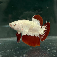 the-fish-farm Premium Male Betta Fancy Plakat Betta Male - One Only - 6 Buy this Premium Male Plakat Betta - One Only The Fish Farm Australia 