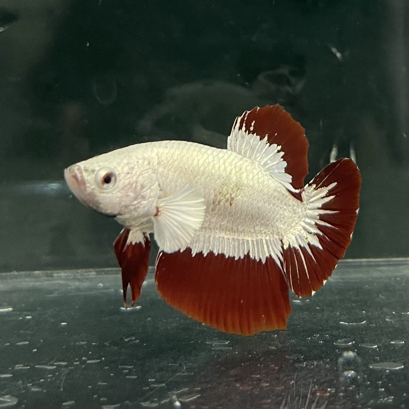 the-fish-farm Premium Male Betta Fancy Plakat Betta Male - One Only - 6 Buy this Premium Male Plakat Betta - One Only The Fish Farm Australia 