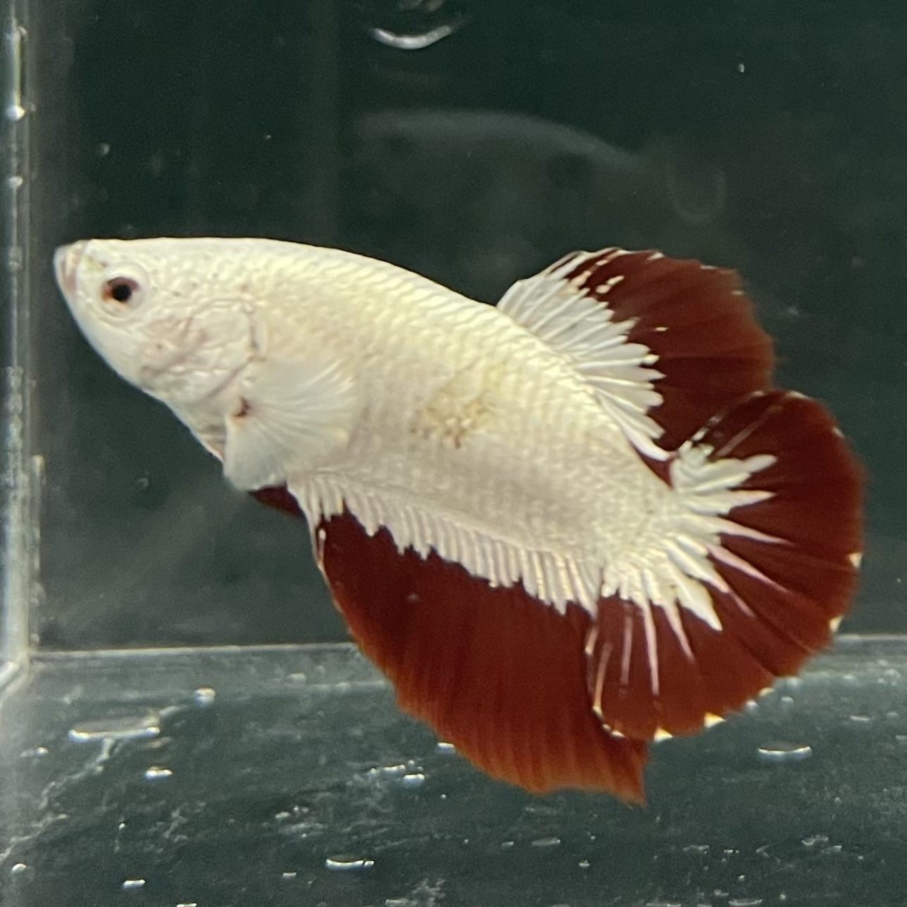 the-fish-farm Premium Male Betta Fancy Plakat Betta Male - One Only - 6 Buy this Premium Male Plakat Betta - One Only The Fish Farm Australia 