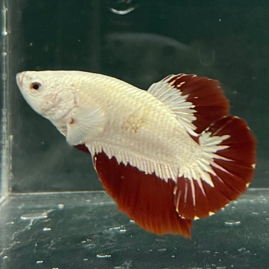the-fish-farm Premium Male Betta Fancy Plakat Betta Male - One Only - 6 Buy this Premium Male Plakat Betta - One Only The Fish Farm Australia 