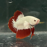the-fish-farm Premium Male Betta Fancy Plakat Betta Male - One Only - 6 Buy this Premium Male Plakat Betta - One Only The Fish Farm Australia 