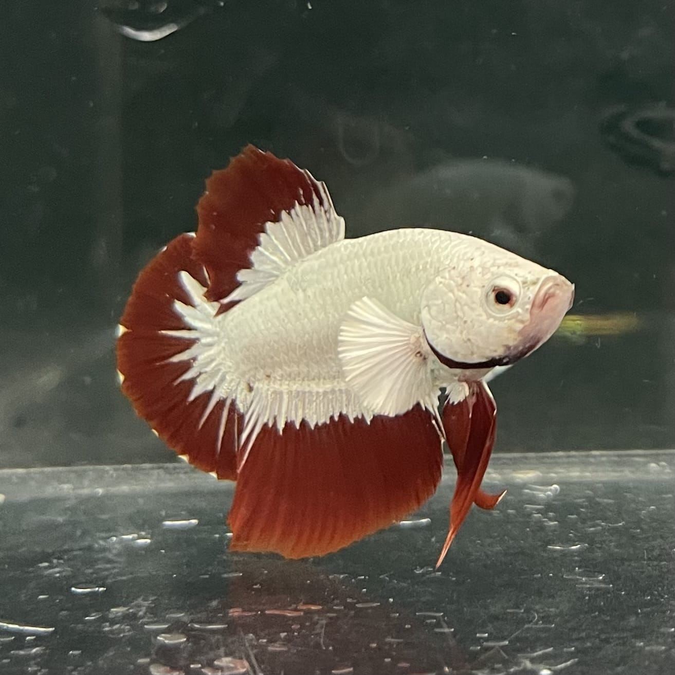 the-fish-farm Premium Male Betta Fancy Plakat Betta Male - One Only - 6 Buy this Premium Male Plakat Betta - One Only The Fish Farm Australia 