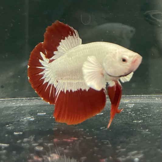the-fish-farm Premium Male Betta Fancy Plakat Betta Male - One Only - 6 Buy this Premium Male Plakat Betta - One Only The Fish Farm Australia 