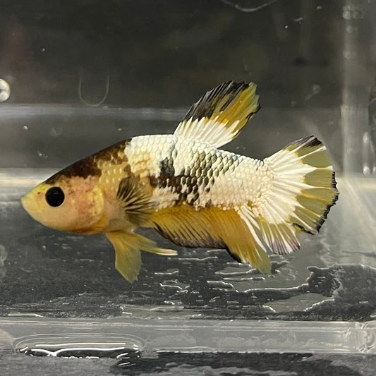 the-fish-farm Premium Male Betta Fancy Plakat Betta Male - One Only - 6 Buy this Premium Male Plakat Betta - One Only The Fish Farm Australia 