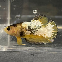 the-fish-farm Premium Male Betta Fancy Plakat Betta Male - One Only - 6 Buy this Premium Male Plakat Betta - One Only The Fish Farm Australia 