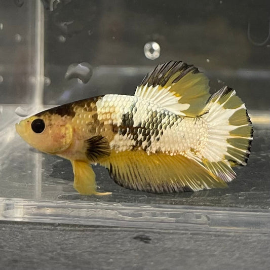 the-fish-farm Premium Male Betta Fancy Plakat Betta Male - One Only - 6 Buy this Premium Male Plakat Betta - One Only The Fish Farm Australia 