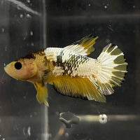 the-fish-farm Premium Male Betta Fancy Plakat Betta Male - One Only - 6 Buy this Premium Male Plakat Betta - One Only The Fish Farm Australia 