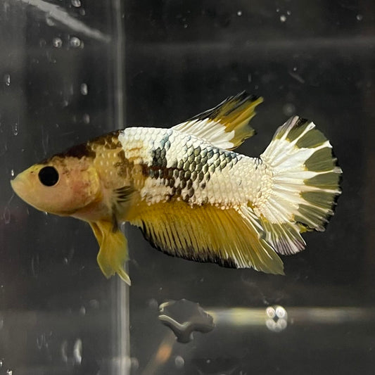 the-fish-farm Premium Male Betta Fancy Plakat Betta Male - One Only - 6 Buy this Premium Male Plakat Betta - One Only The Fish Farm Australia 