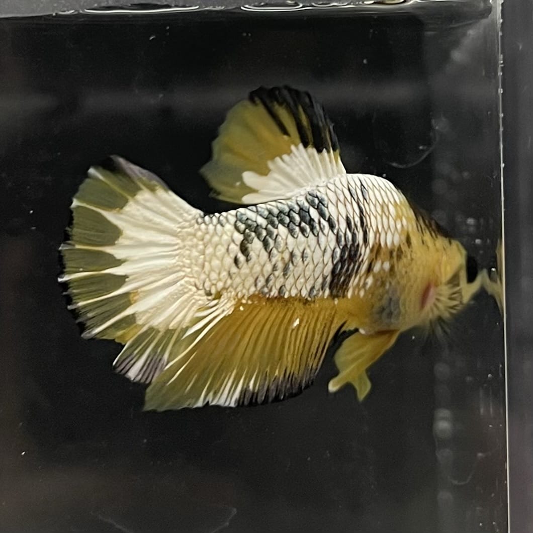 the-fish-farm Premium Male Betta Fancy Plakat Betta Male - One Only - 6 Buy this Premium Male Plakat Betta - One Only The Fish Farm Australia 