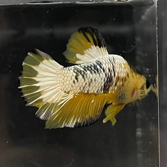 the-fish-farm Premium Male Betta Fancy Plakat Betta Male - One Only - 6 Buy this Premium Male Plakat Betta - One Only The Fish Farm Australia 