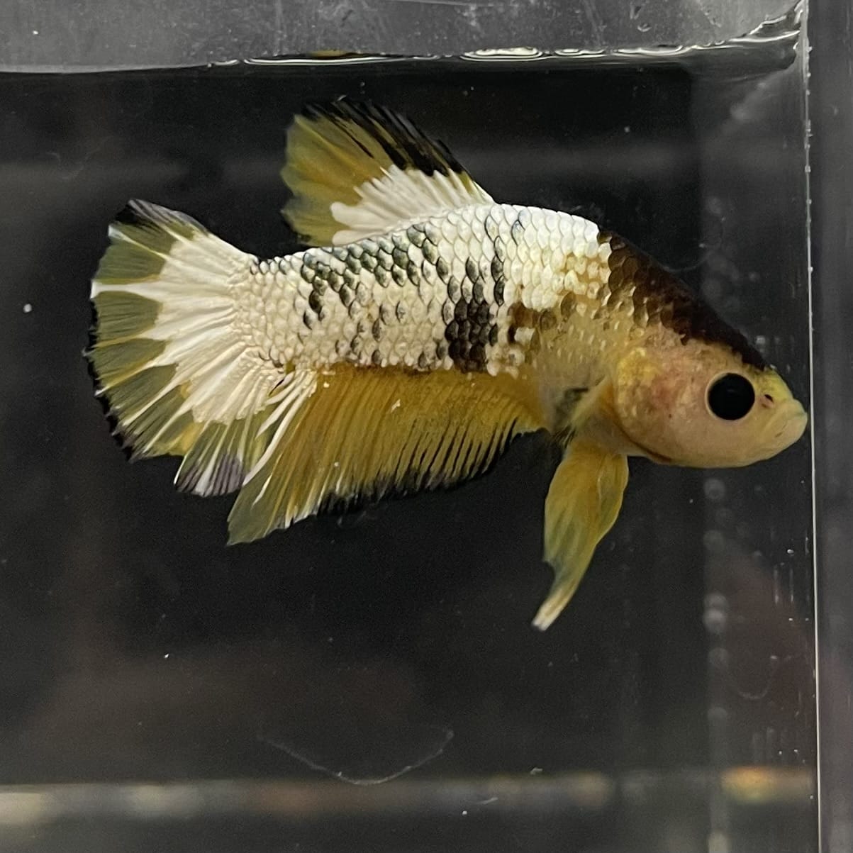 the-fish-farm Premium Male Betta Fancy Plakat Betta Male - One Only - 6 Buy this Premium Male Plakat Betta - One Only The Fish Farm Australia 