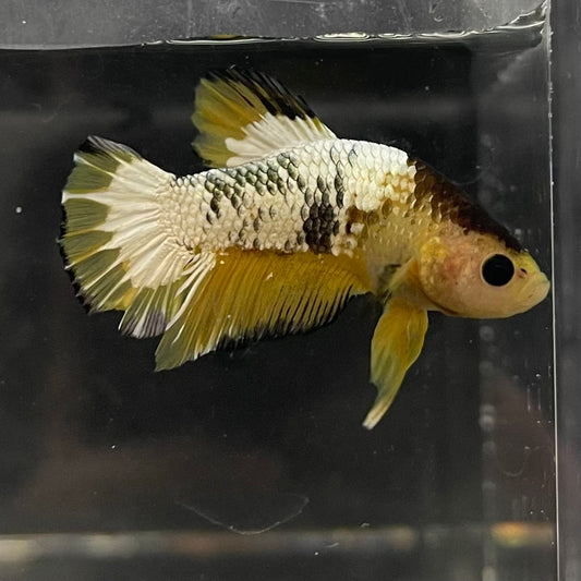the-fish-farm Premium Male Betta Fancy Plakat Betta Male - One Only - 6 Buy this Premium Male Plakat Betta - One Only The Fish Farm Australia 