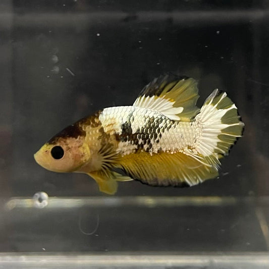 the-fish-farm Premium Male Betta Fancy Plakat Betta Male - One Only - 6 Buy this Premium Male Plakat Betta - One Only The Fish Farm Australia 