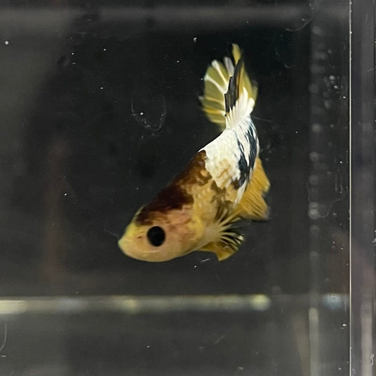 the-fish-farm Premium Male Betta Fancy Plakat Betta Male - One Only - 6 Buy this Premium Male Plakat Betta - One Only The Fish Farm Australia 