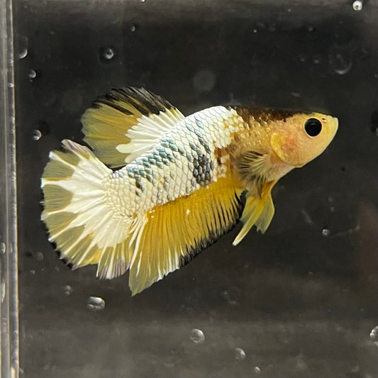 the-fish-farm Premium Male Betta Fancy Plakat Betta Male - One Only - 6 Buy this Premium Male Plakat Betta - One Only The Fish Farm Australia 